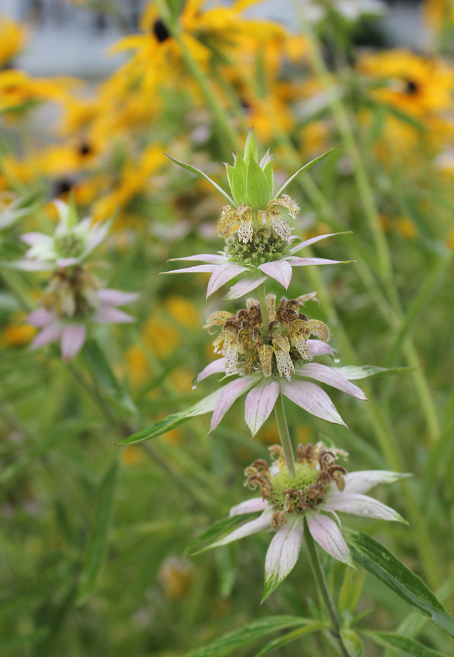 Bee Balm - Spotted (Wild Bergamot) (Monarda punctata)